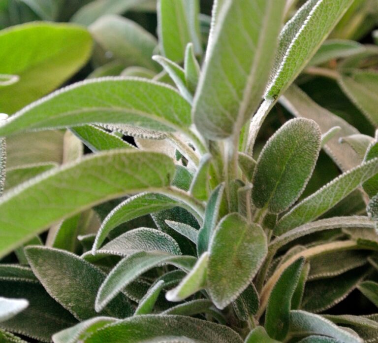 Due piante aromatiche, salvia e rosmarino, crescono vicine in un giardino, simbolo di conflitto.