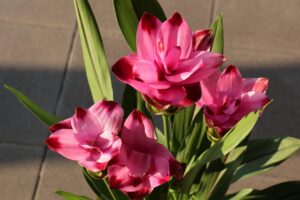 Curcuma in vaso con fiori gialli e arancioni che sbocciano, belli e duraturi.