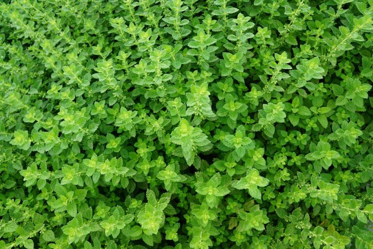 Menta infestante che cresce rigogliosa in un giardino, mostrando il suo potenziale invasivo.
