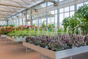 Immagine di Tradescantia, pianta ricadente con foglie colorate e rigogliose.